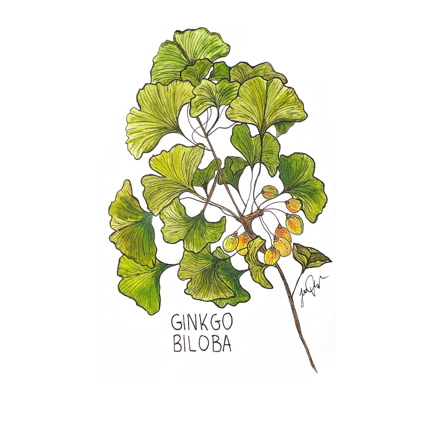 Ginkgo Biloba