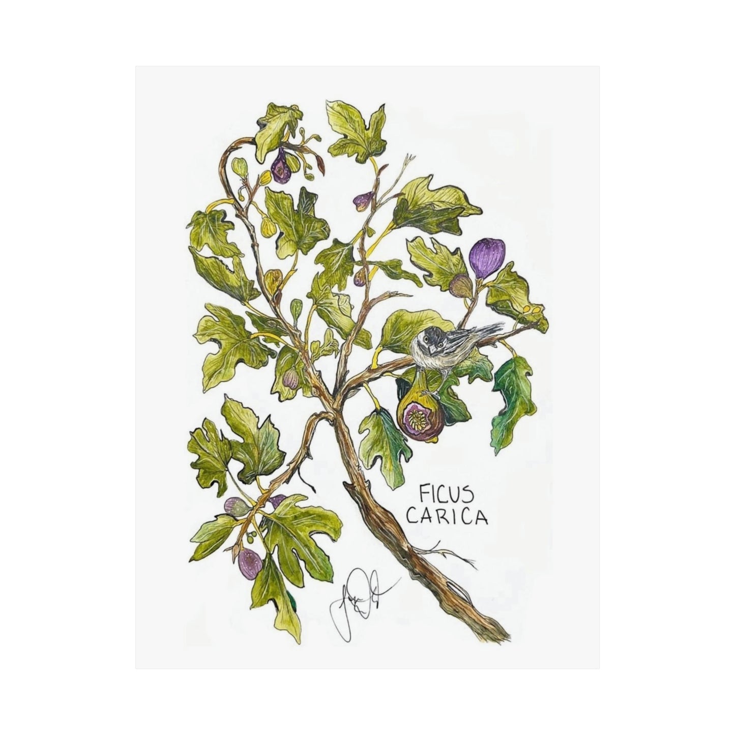 Ficus Carica