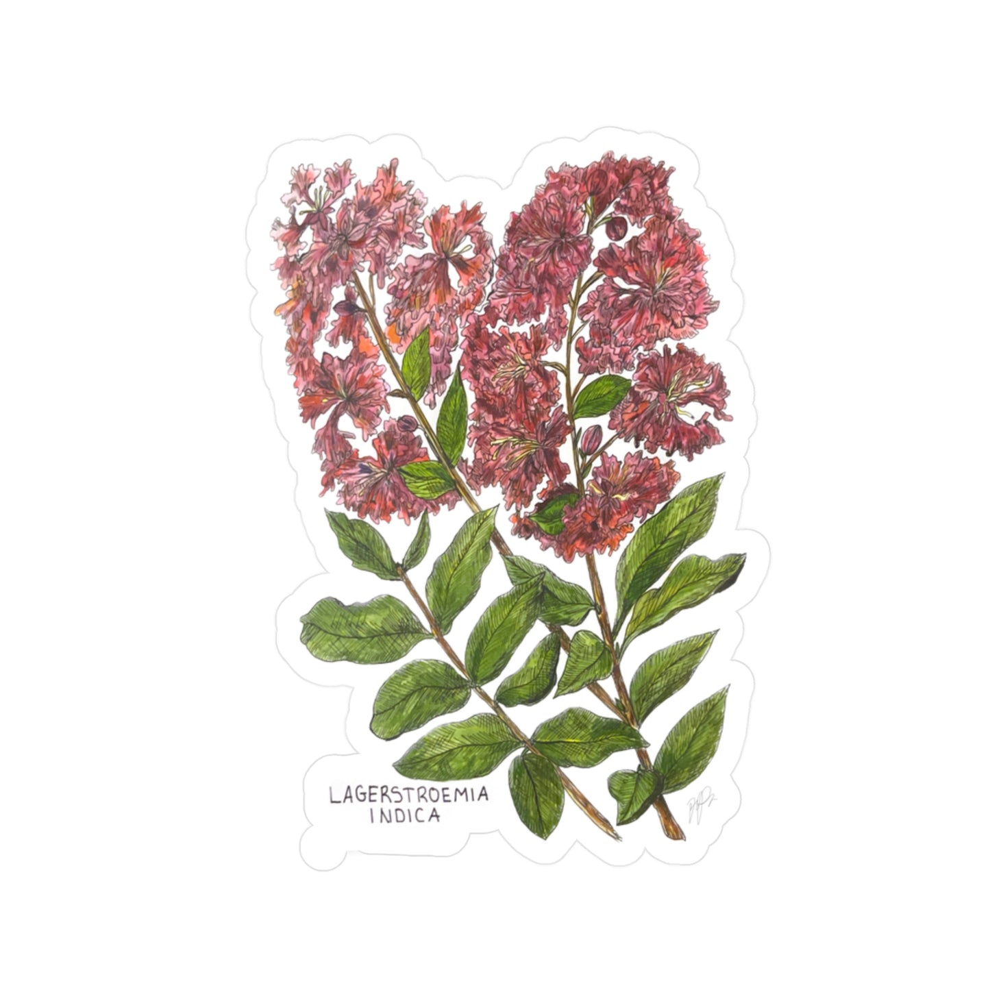 Lagerstroemia Indica Kiss-Cut Sticker