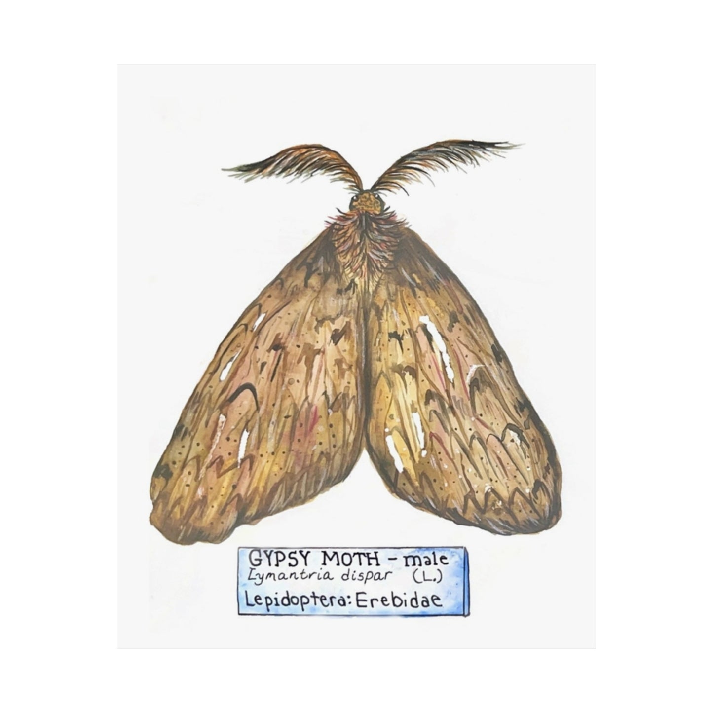 Gypsy Moth