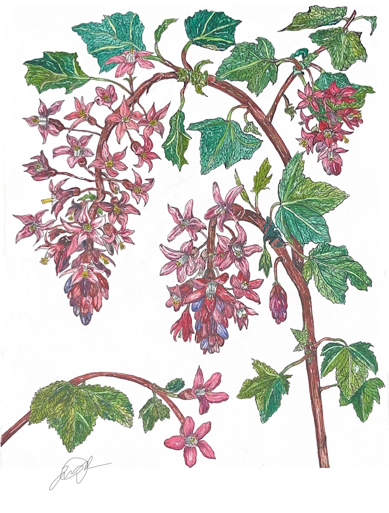 Ribes Sanguineum