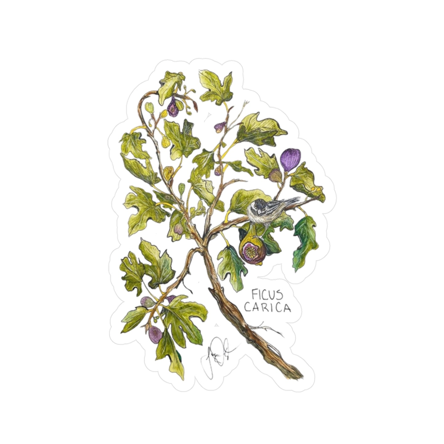 Ficus Carica Kiss-Cut Sticker