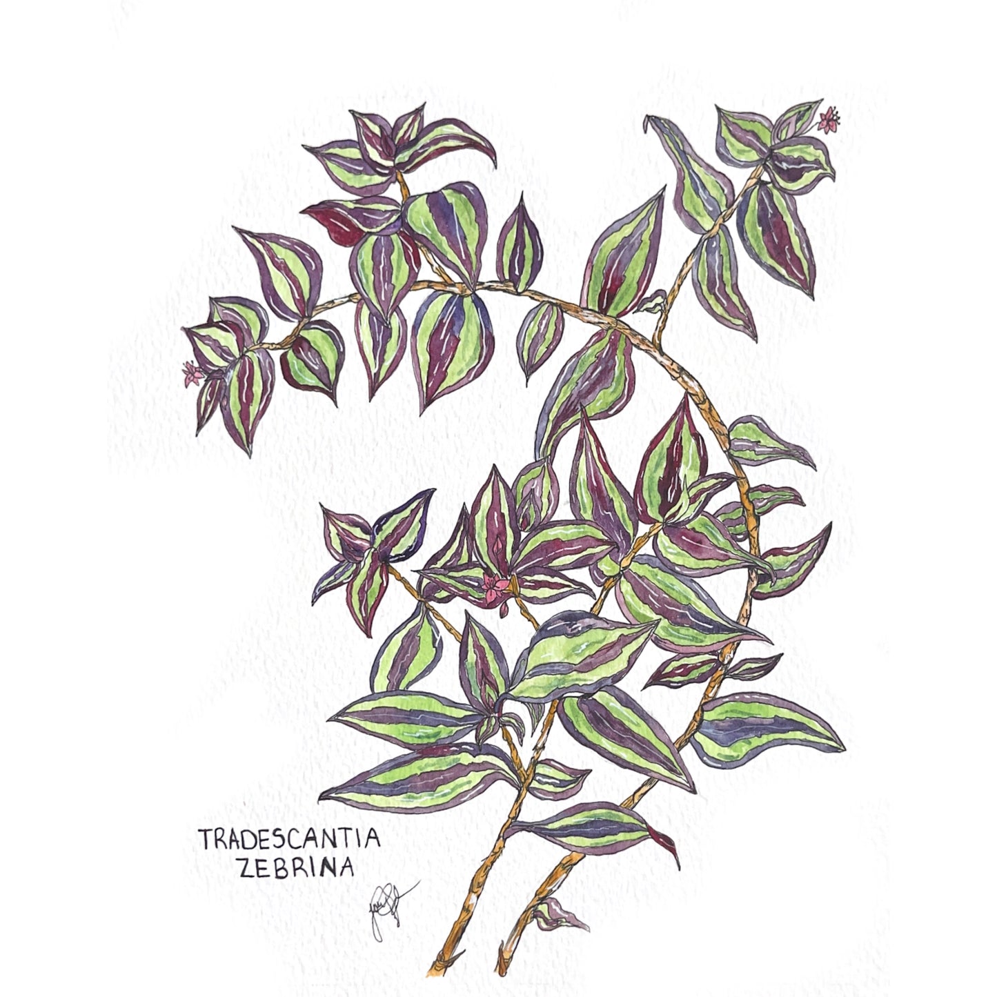 Tradescantia Zebrina Original Artwork