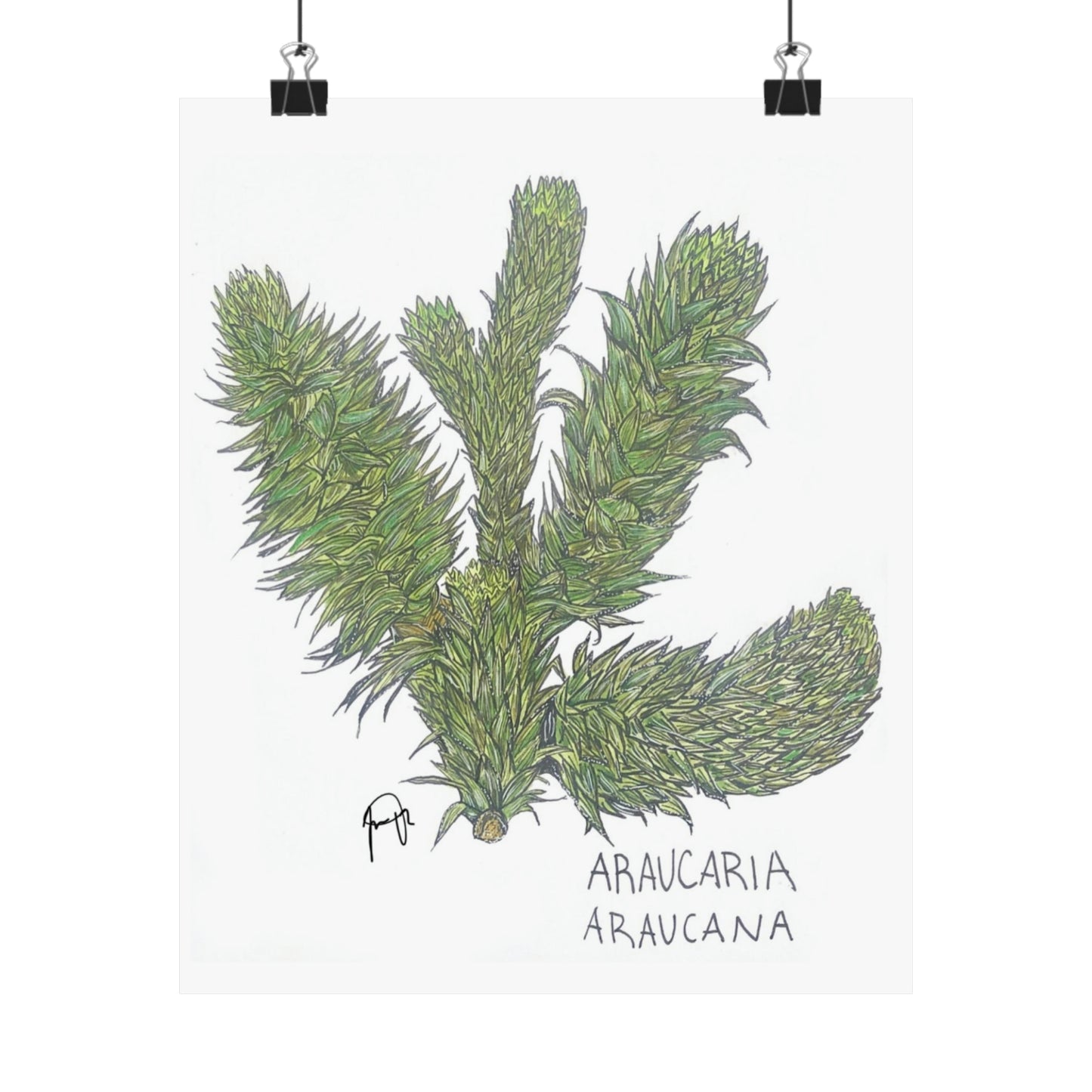 Araucaria Araucana