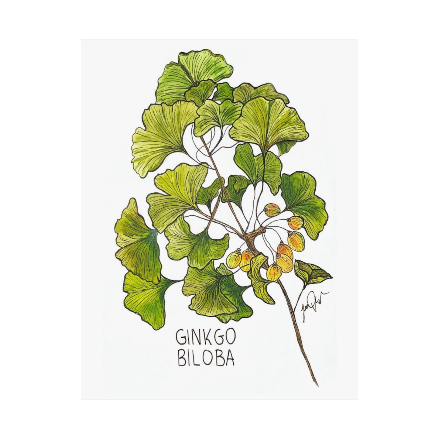 Ginkgo Biloba