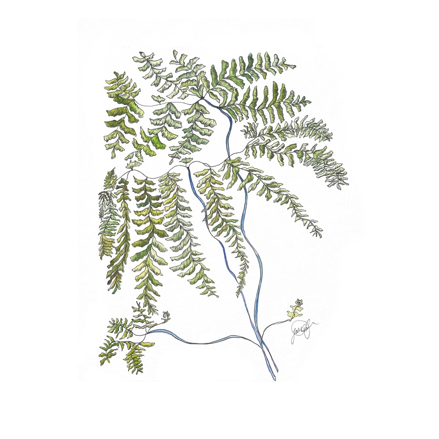 Adiantum aleuticum