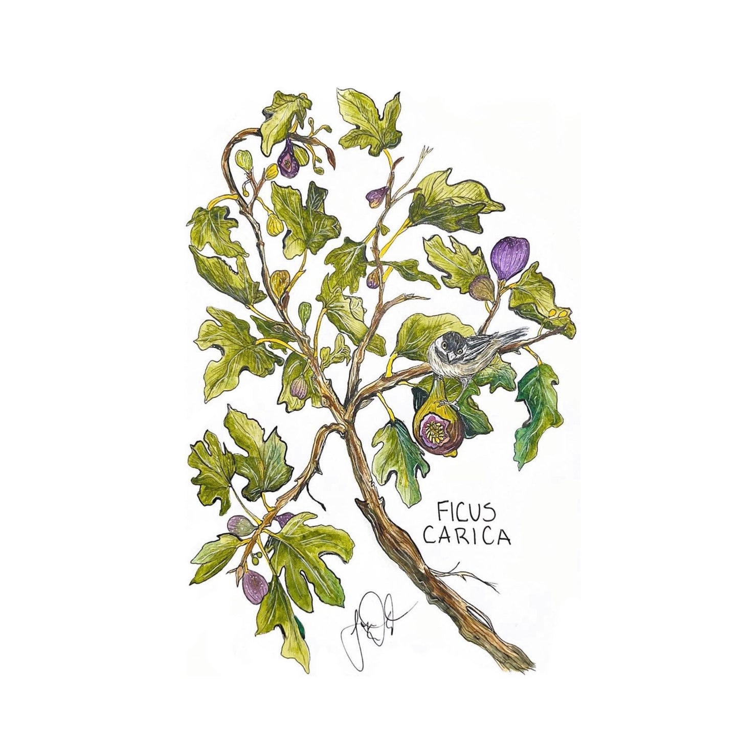 Ficus Carica