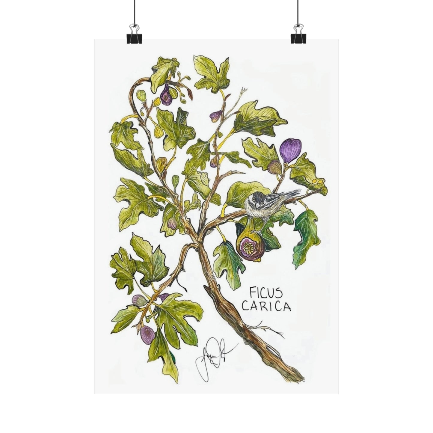 Ficus Carica