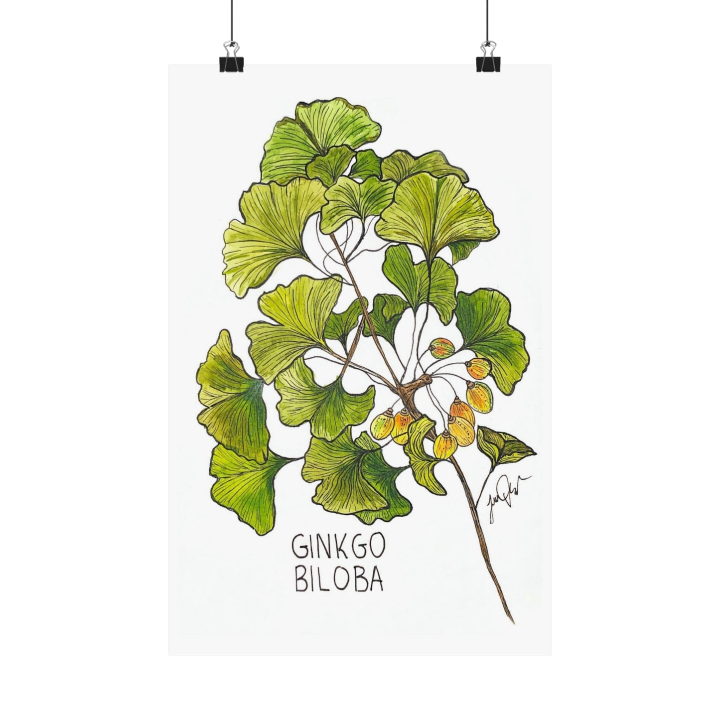 Ginkgo Biloba