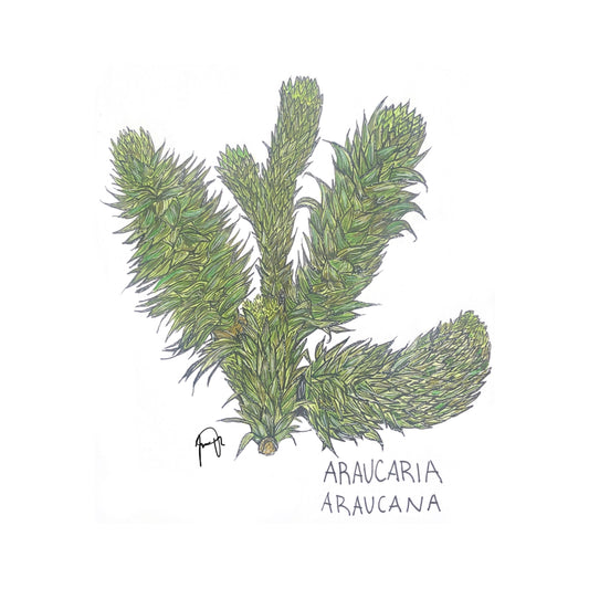 Araucaria araucana Original Artwork