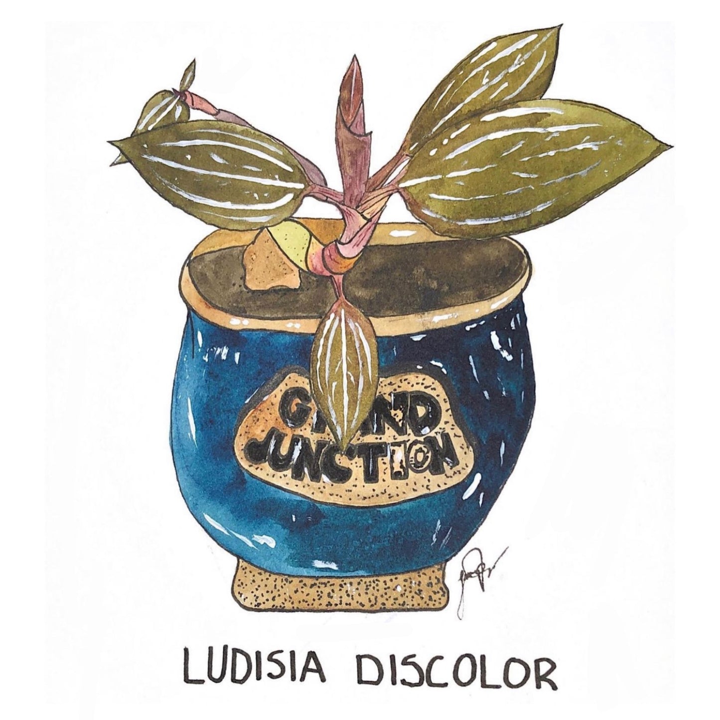 Ludisia Discolor Kiss-Cut Sticker