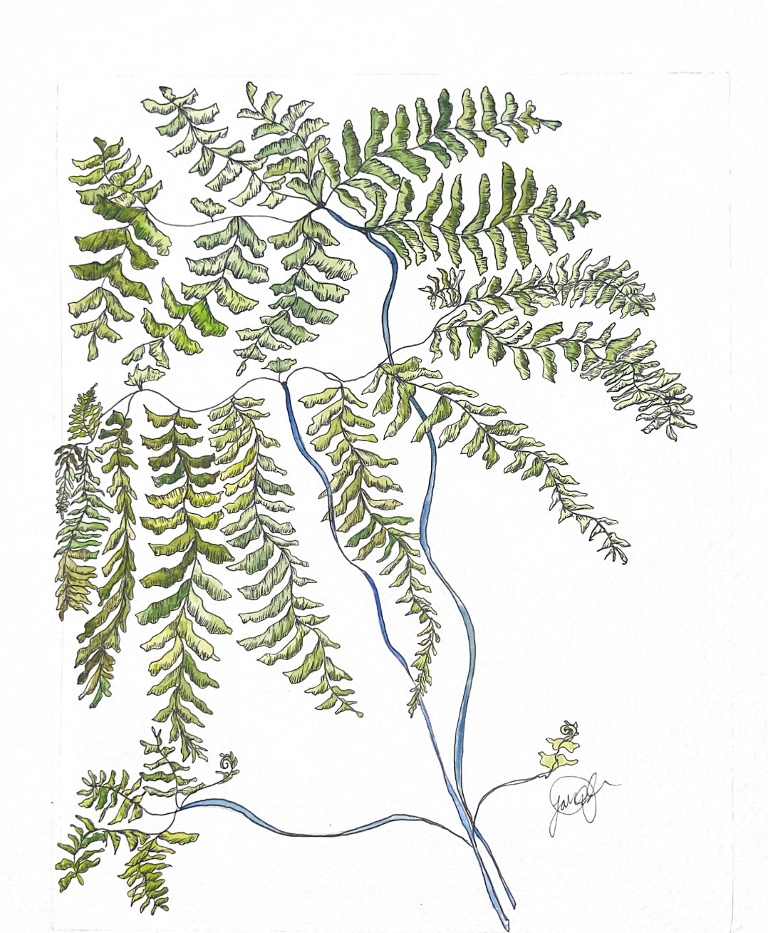 Adiantum aleuticum