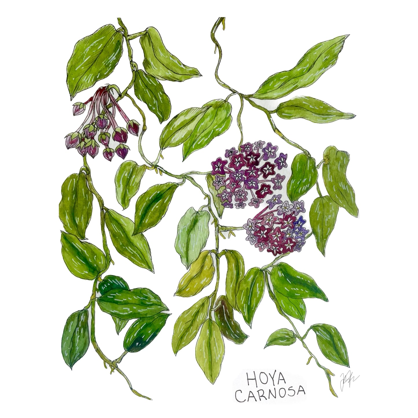 Hoya Carnosa