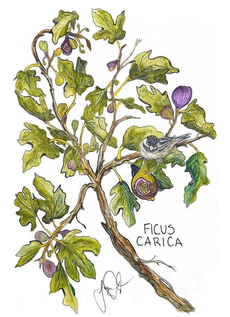 Ficus Carica Kiss-Cut Sticker